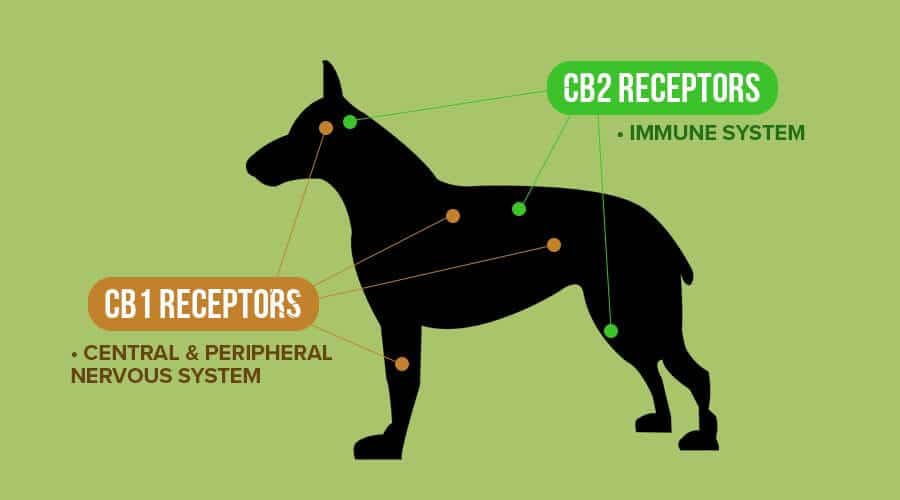 CBD FOR PETS: ALL YOU NEED TO KNOW